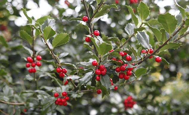 blue princess holly red berry bush green