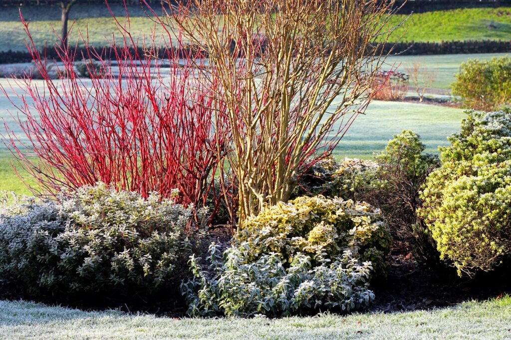 frost covered bushes