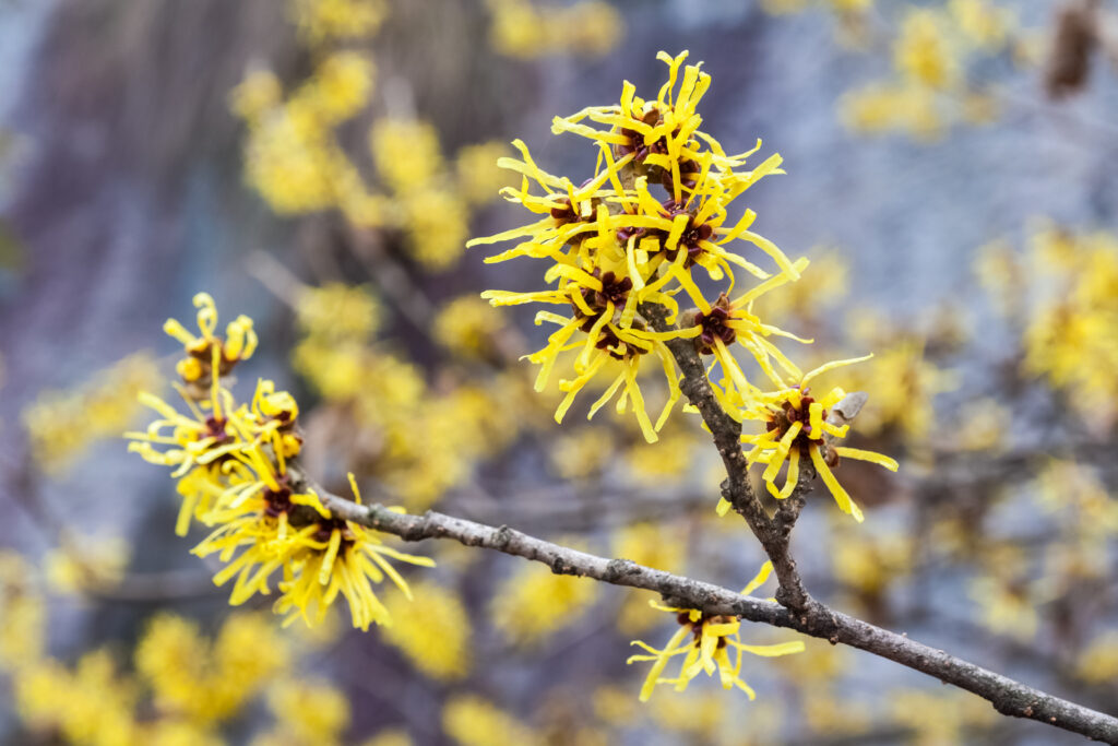 Bahler Brothers hamamelis mollis oliver 2025 01 29 05 53 44 utc