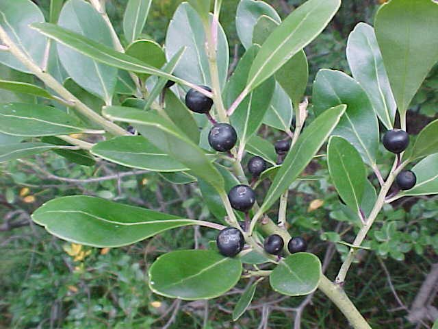 inkberry holly shamrock with dark berries plant