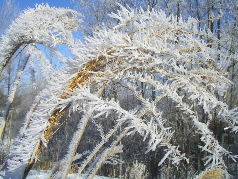 ornamental grass with snow