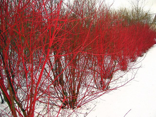 red twig dogwood branches plant bush