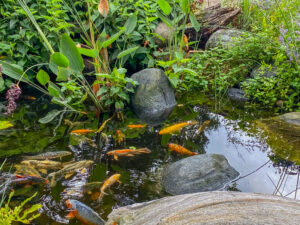 Plant Fish Service-2