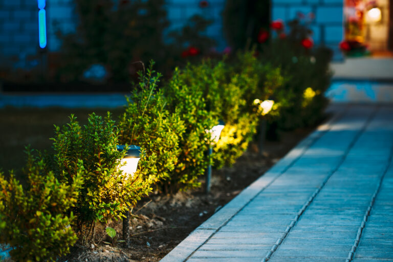 night view of flowerbed with flowers illuminated