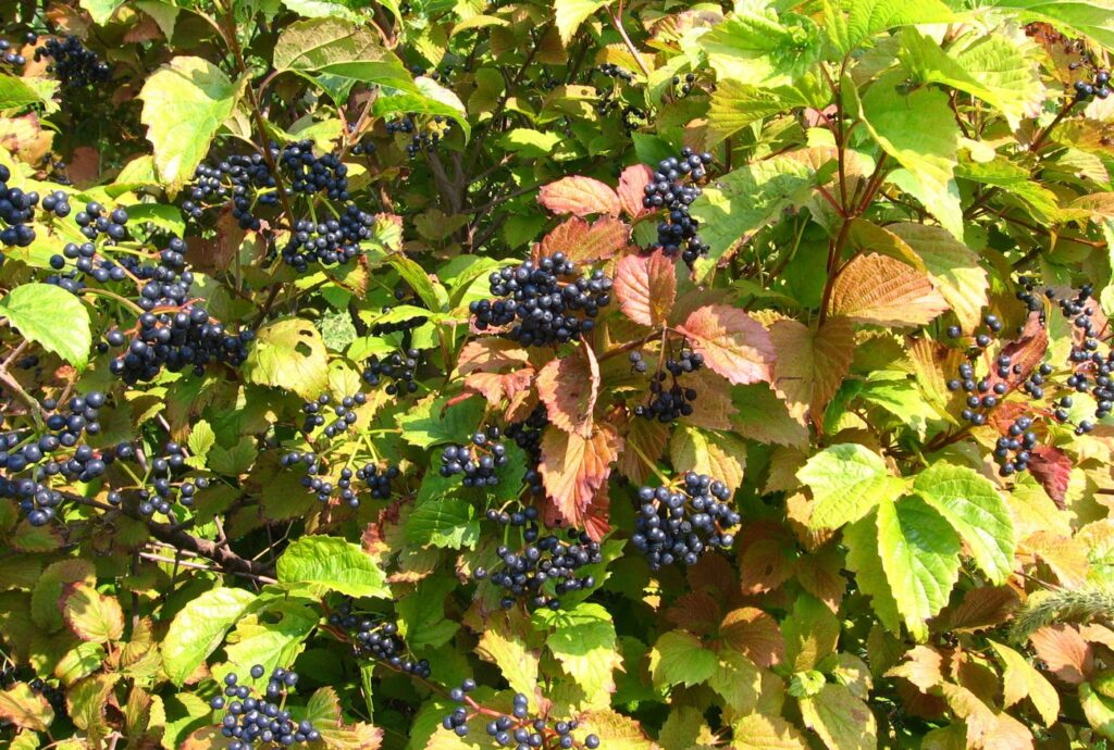 viburnum blue muffin plant