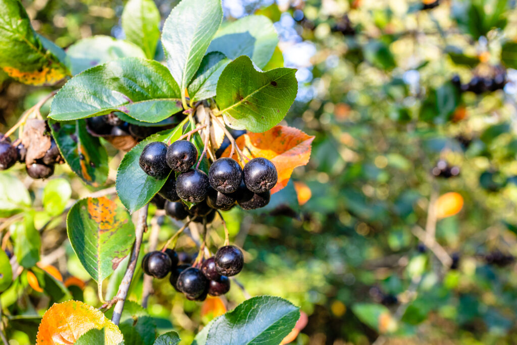 bunches of ripe black chokeberry on tree twig